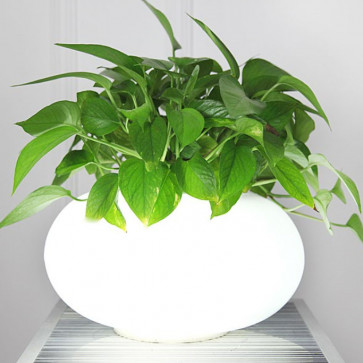 Flowerpot table lamp citilux